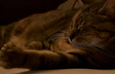 Gaufrette, my French cat : )