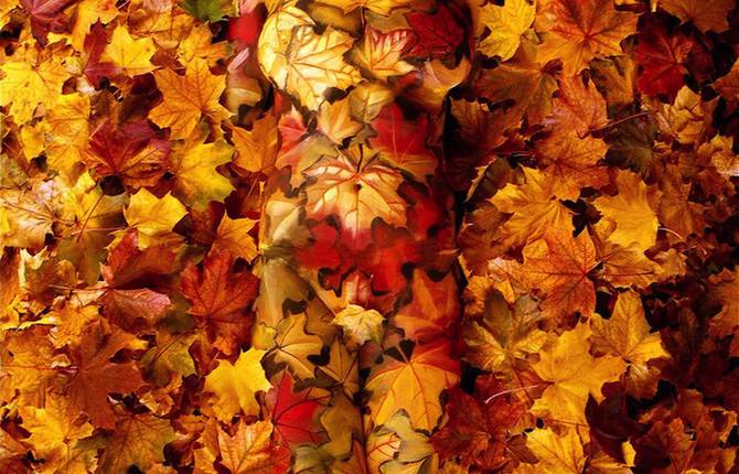 Body Art Inspired by Nature