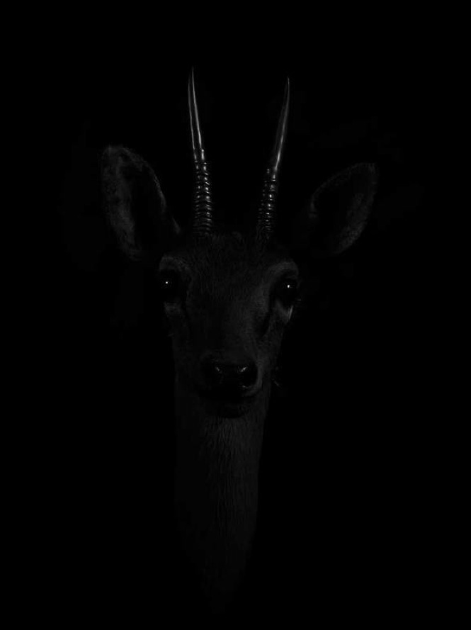 Dramatic Portraits of Animals-2