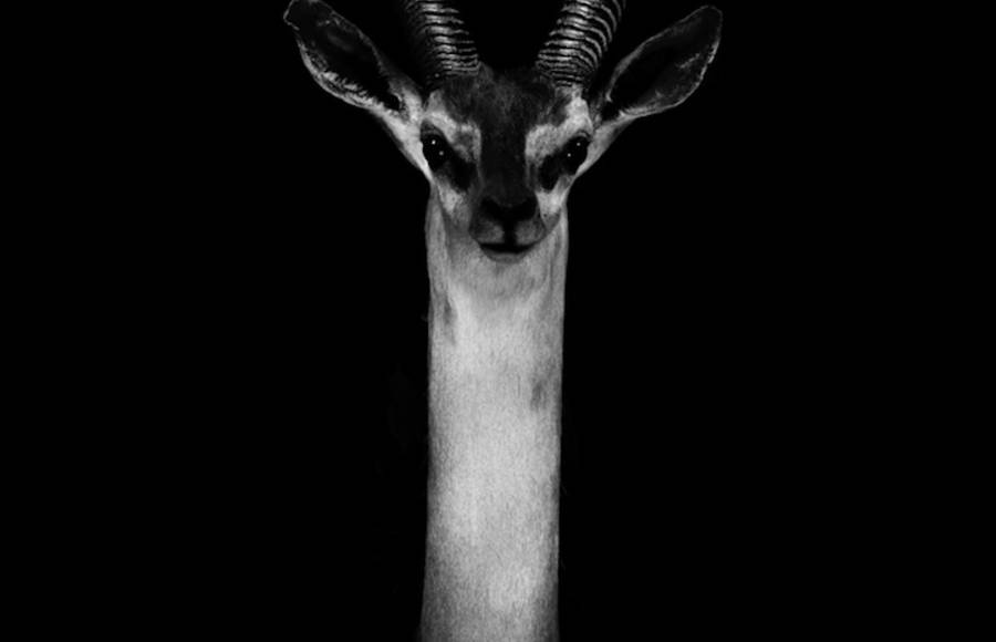 Dramatic Portraits of Animals