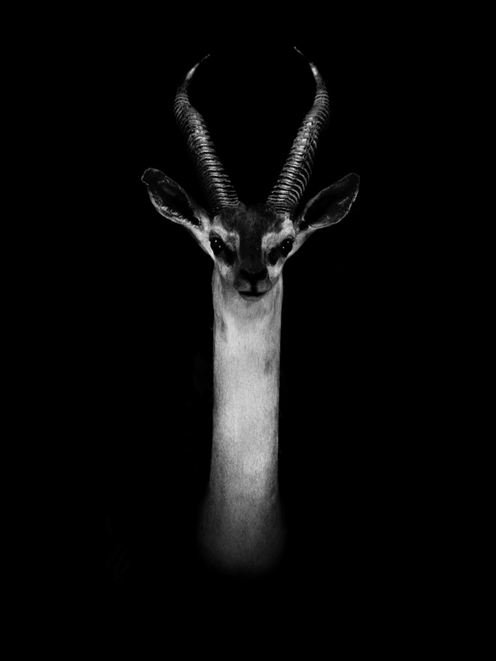 Dramatic Portraits of Animals-3