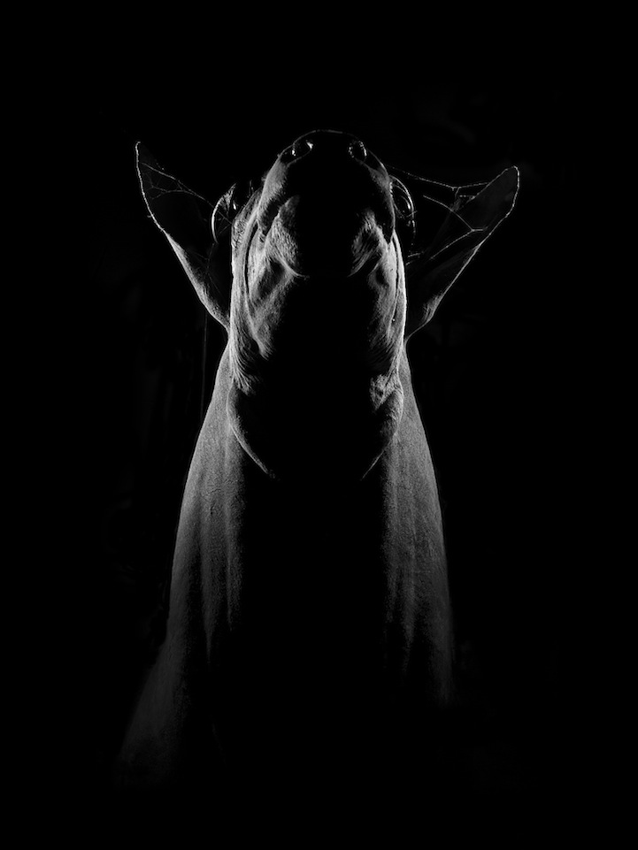 Dramatic Portraits of Animals-4