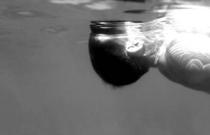 Freediver Video