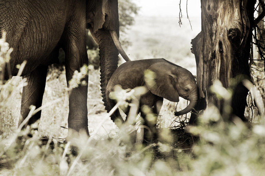 Kenya Photography-22