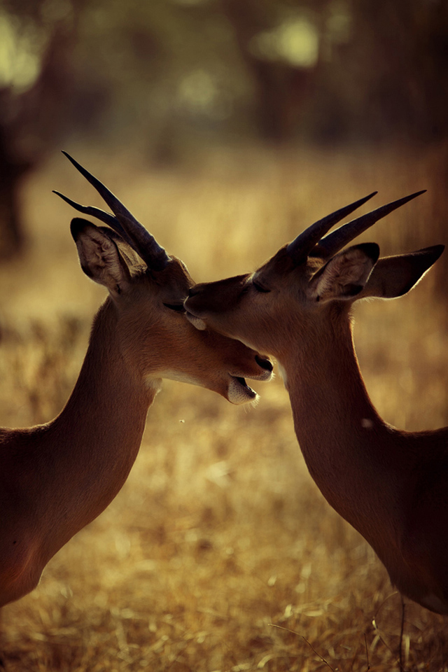 Kenya Photography-7