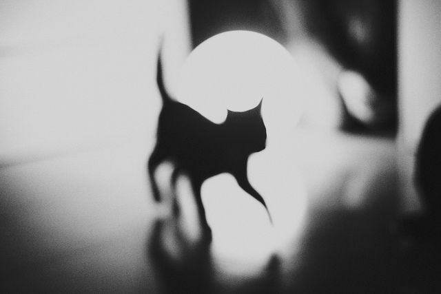 Photo Manipulations by Silvia Grav9