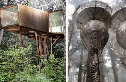 Embryo Treehouse