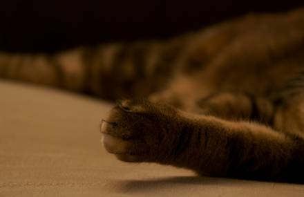 Gaufrette, my French cat : )