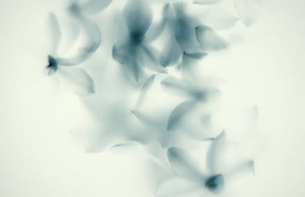 JANNELLI & VOLPI – WONDER WALLPAPER