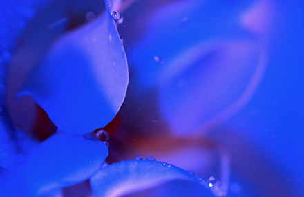ORCHIDE / ART FILM