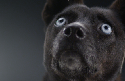 PERRA FILMS ADOPTION CAMPAIGN