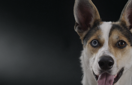 PERRA FILMS ADOPTION CAMPAIGN