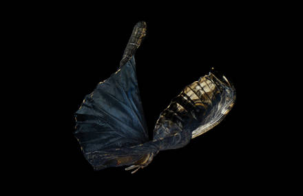 Swarm Series