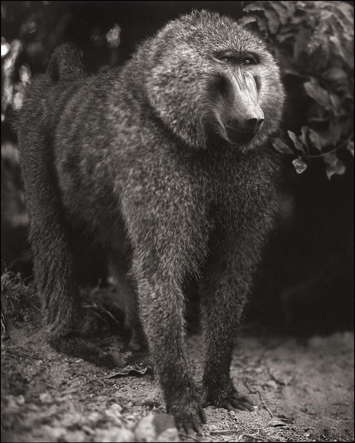 Portrait of Baboon Standing