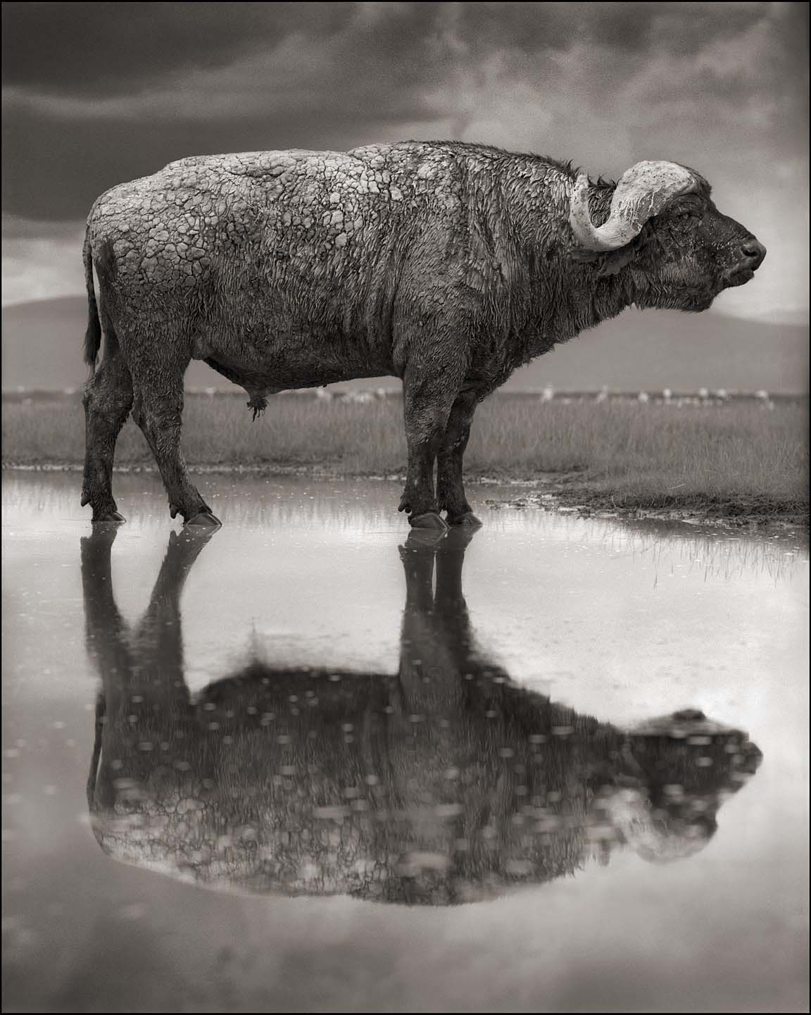 Buffalo with Reflection