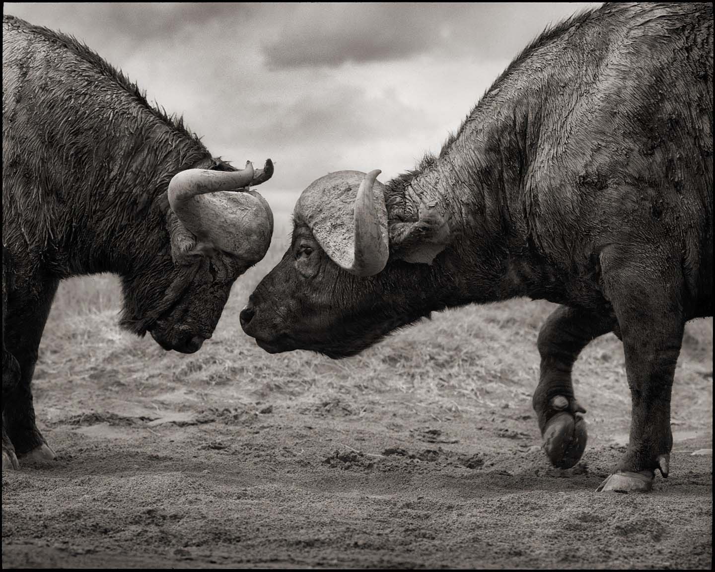 Buffalos Head to Head