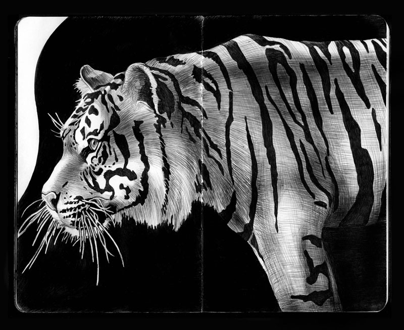 Detailed Ink Animal Drawings-15