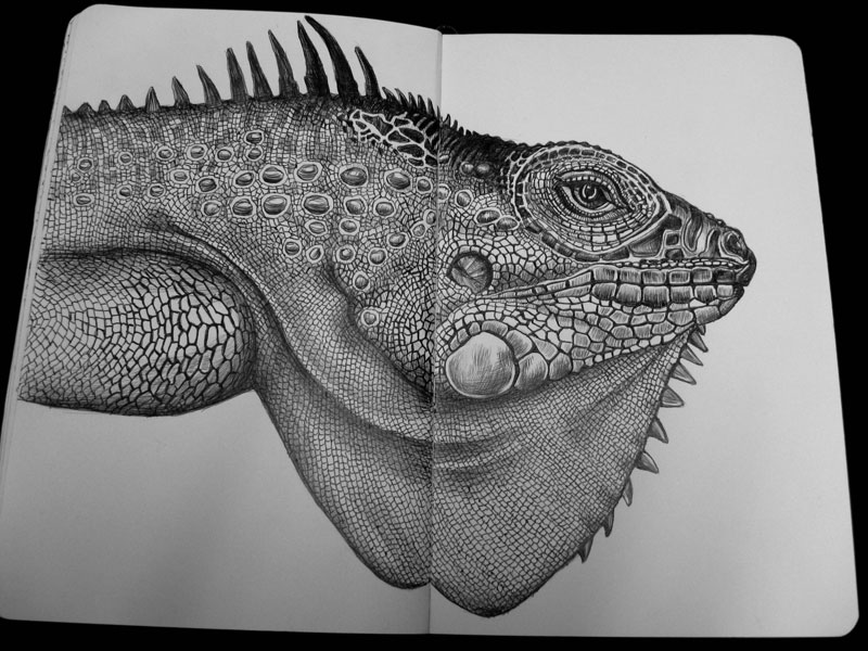 Detailed Ink Animal Drawings-16