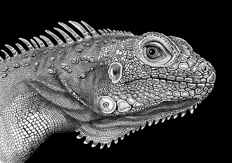 Detailed Ink Animal Drawings-2