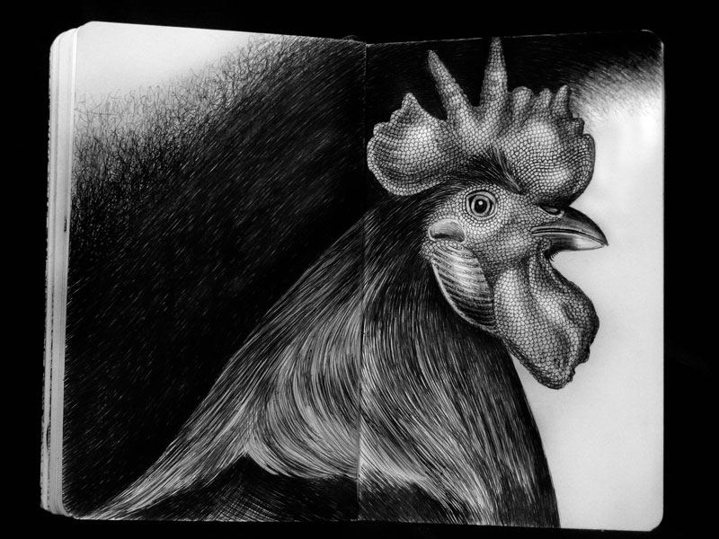 Detailed Ink Animal Drawings-3