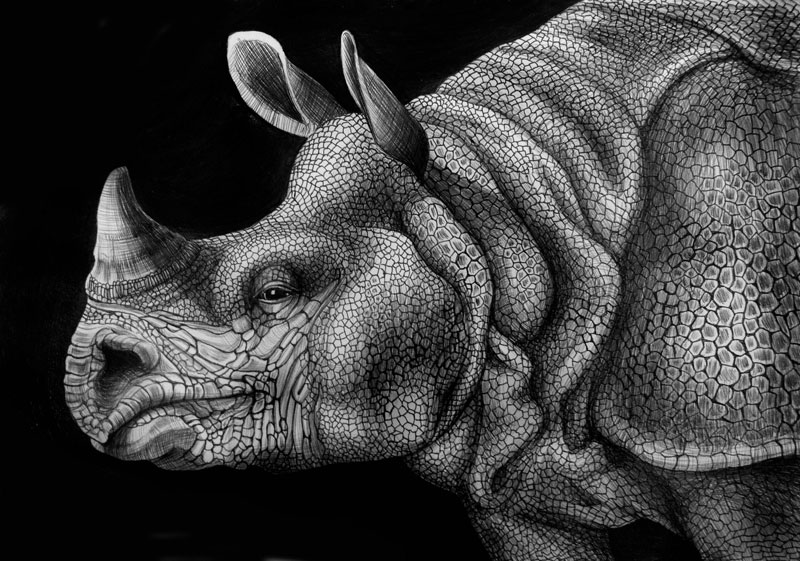 Detailed Ink Animal Drawings-4