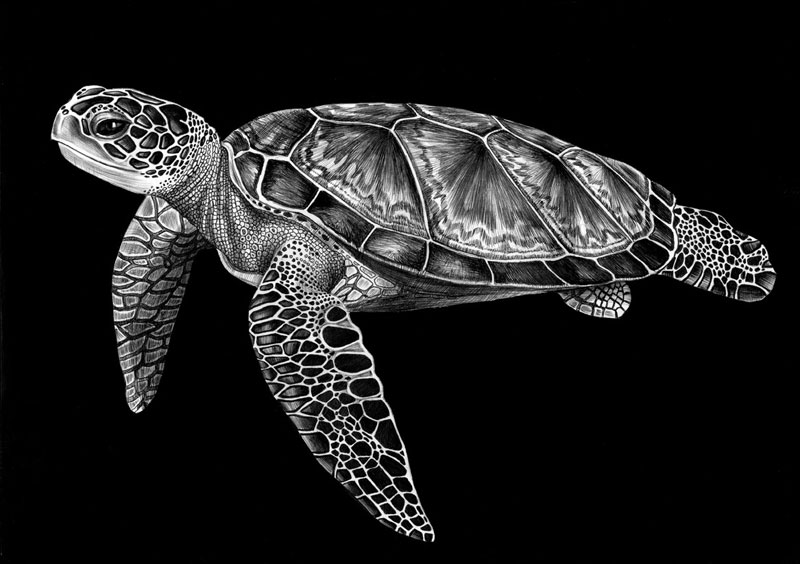 Detailed Ink Animal Drawings-5 – Fubiz Media Detailed Ink Animal Drawings-5 – Fubiz Media