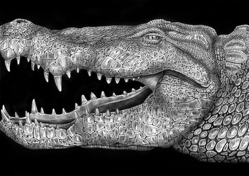 Detailed Ink Animal Drawings-6