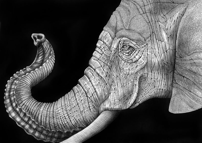 Detailed Ink Animal Drawings-9