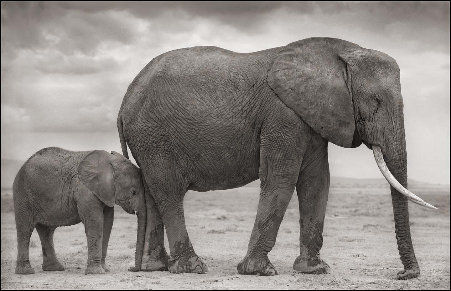 Elephant with Baby Nuzzled into Leg