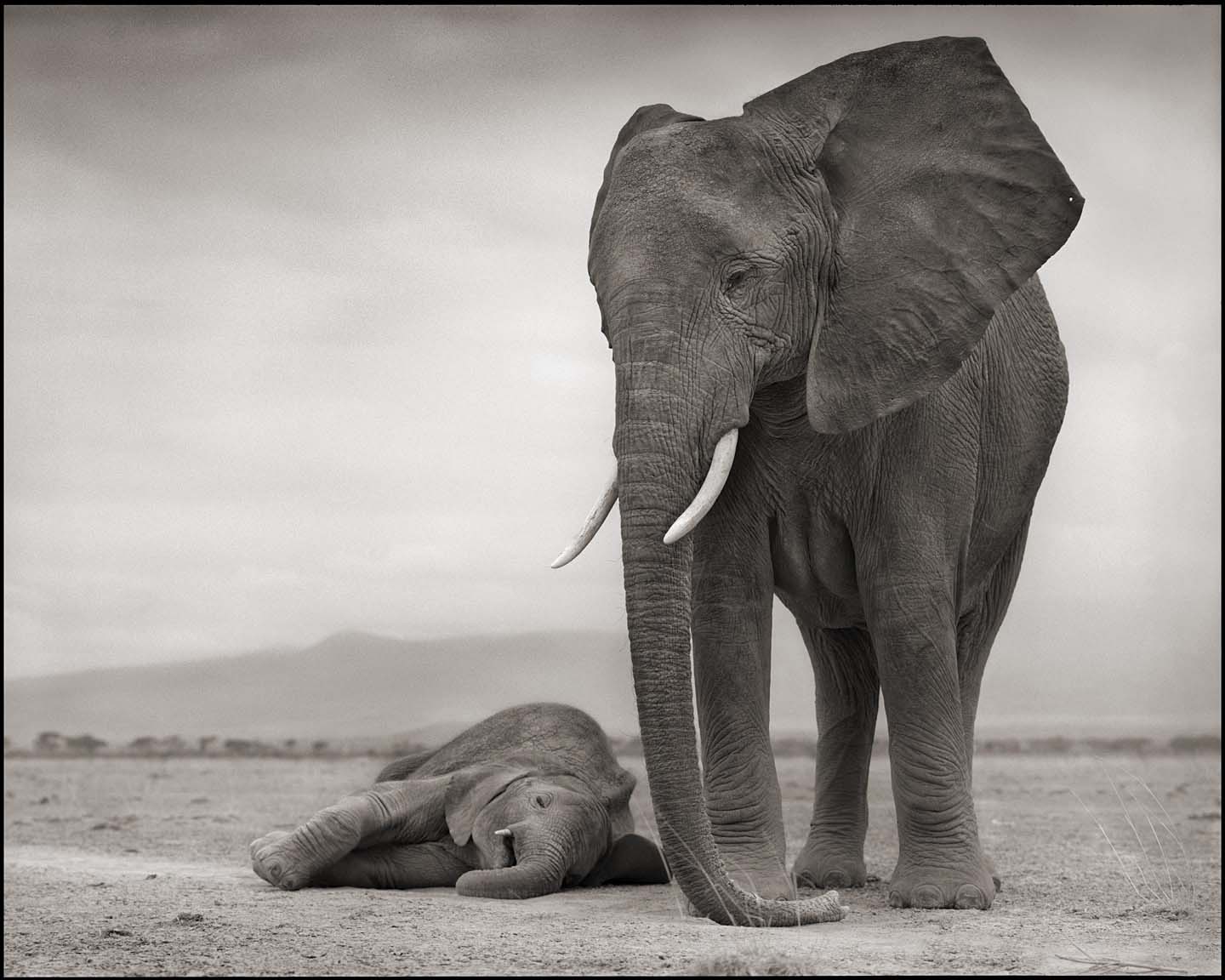 Elephant with Sleeping Baby