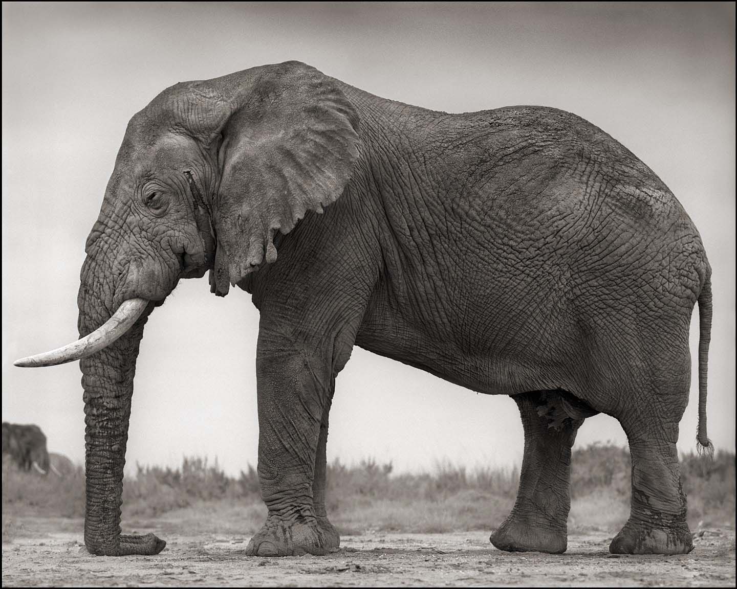 Elephant with One Tusk in Profile