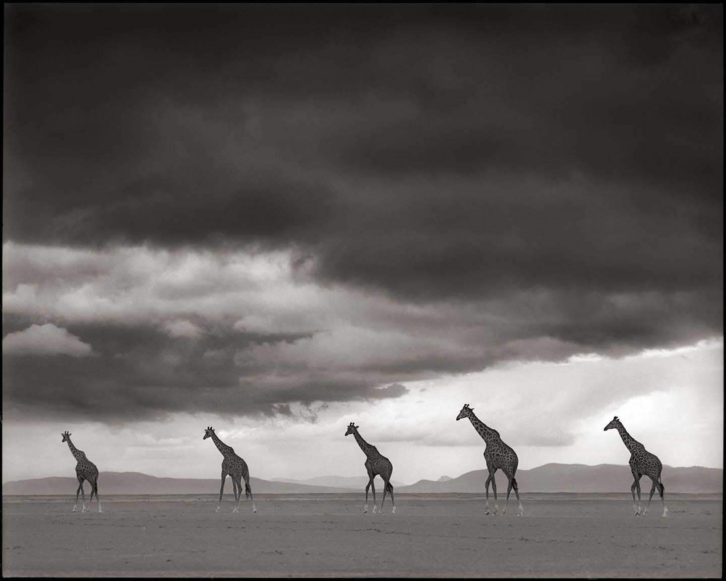 Giraffes Crossing Lake Bed