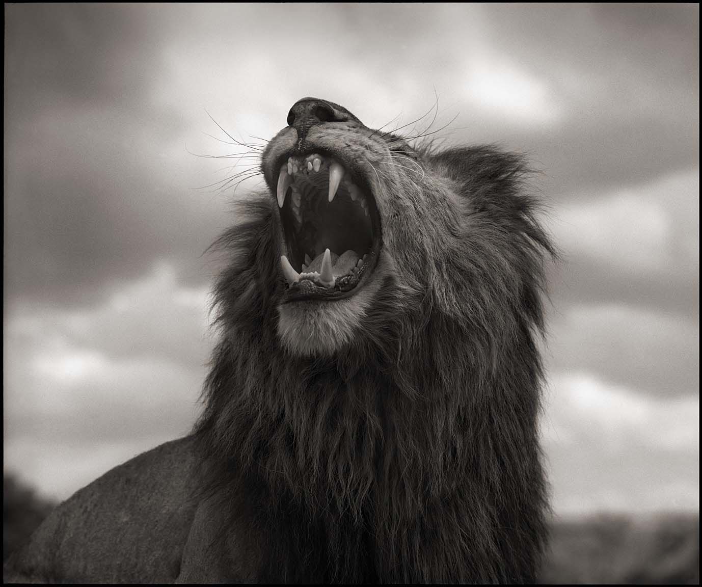 Lion Roar