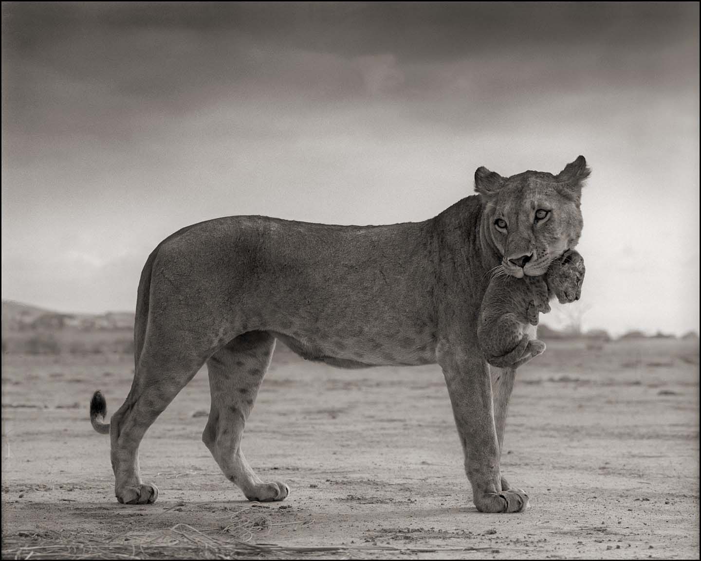 Lioness Holding Cub in Mouth