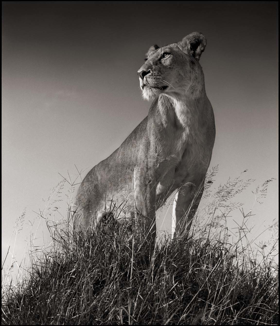 Lioness on Mound, Serengeti