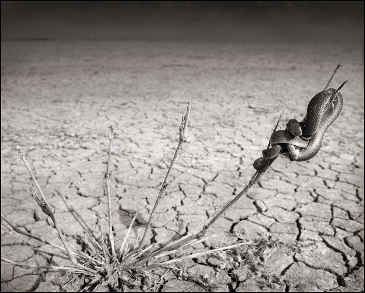 Snake on Lake Bed