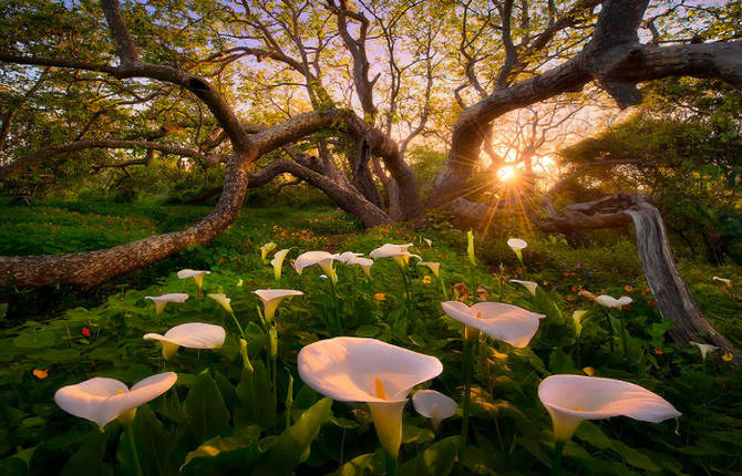 Marc Adamus Photography