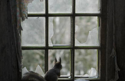 Abandoned House overtaken by Animals