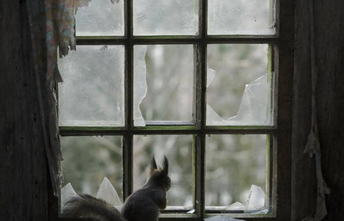 Abandoned House overtaken by Animals