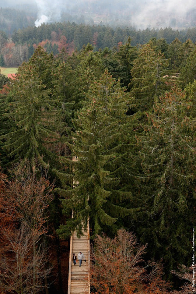The World's Longest Tree Top Walk