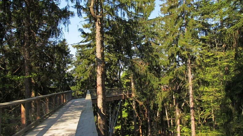 The World's Longest Tree Top Walk5