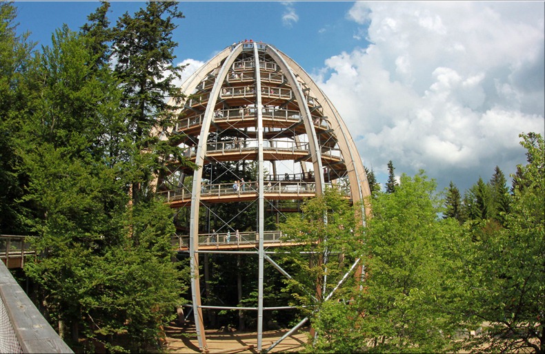 The World's Longest Tree Top Walk6