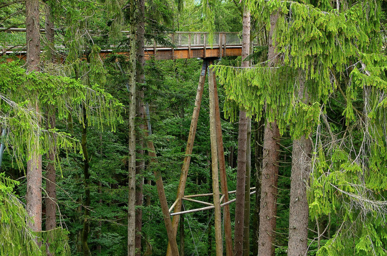 The World's Longest Tree Top Walk7