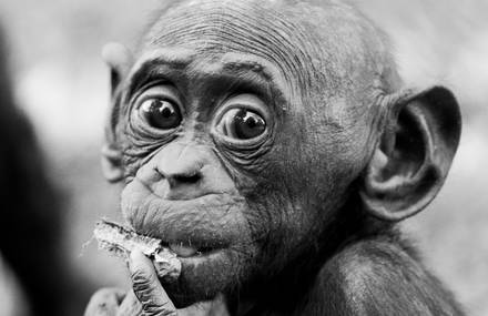 Bonobos Republique Démocratique du Congo