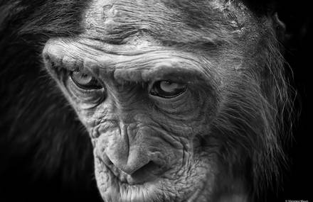 Bonobos Republique Démocratique du Congo