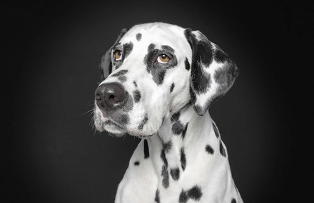 Portraits of Dogs With Human Expressions