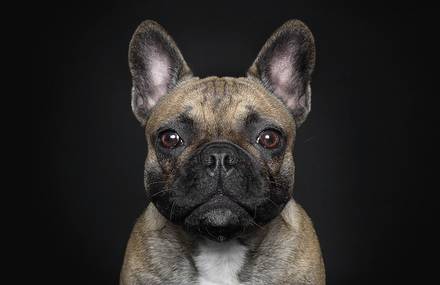 Portraits of Dogs With Human-Like Expressions