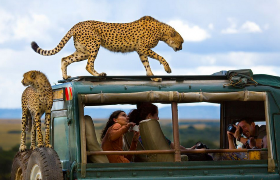 50 Examples of Animal Photography