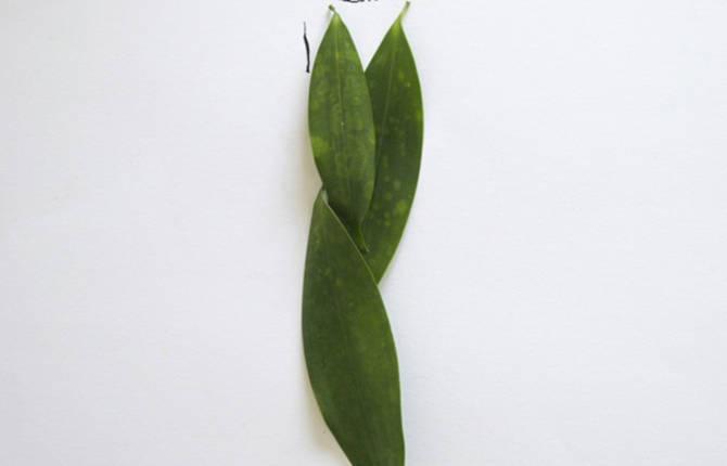 Fashion in Leaves