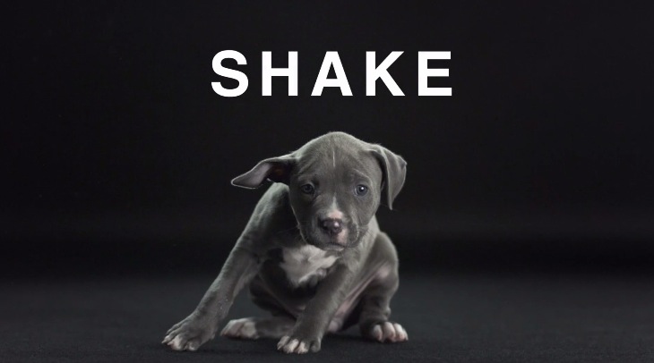 Shake with Dogs8
